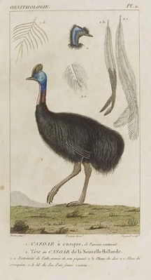 9575
<br/>
Traité d'ornithologie, ou tableau méthodique des ordres, sous-ordres, familles, tribus, genres, sous-genres et races d'oiseaux.
<br/>
<em></em>